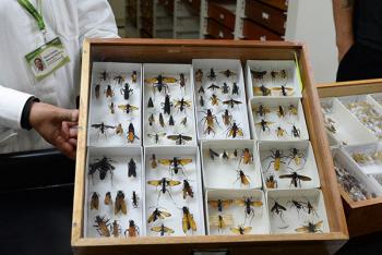 Descubrimiento de 500 nuevas especies en México y su importancia en la conservación de la biodiversidad
