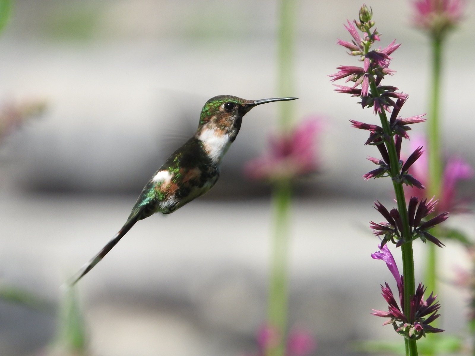 Avistamiento de especies de colibríes en jardines de la Ciudad de México