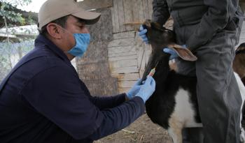 Iniciativa Una Salud fortalece la prevención y control de la rabia en México