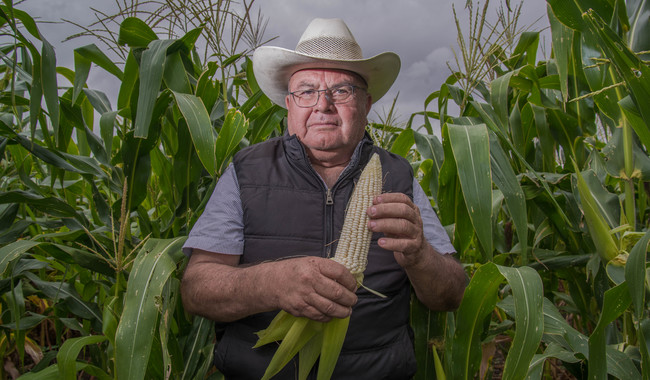 Derrama económica de 4,771 millones de pesos beneficia a productores de maíz blanco en Sinaloa