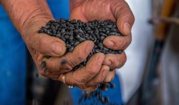 Nueva variedad de frijol 'San Blas' en Nayarit reduce importaciones y fortalece la producción local