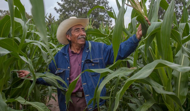 Programa Fertilizantes para el Bienestar beneficia a más de un millón de agricultores en México