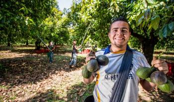 México sobresale en producción de aguacate, espárrago, guayaba, frambuesa, zarzamora, limón, mango y chile verde