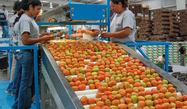 Sector primario de la economía en México registra crecimiento en exportaciones y abasto de alimentos
