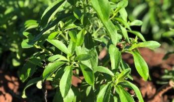 Estevia en Nayarit: Cultivo Rentable y Sostenible Impulsado por el INIFAP