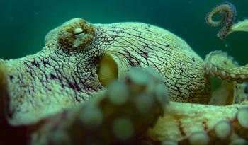 Inicia proceso para la Indicación Geográfica del "Pulpo Maya de la península de Yucatán"