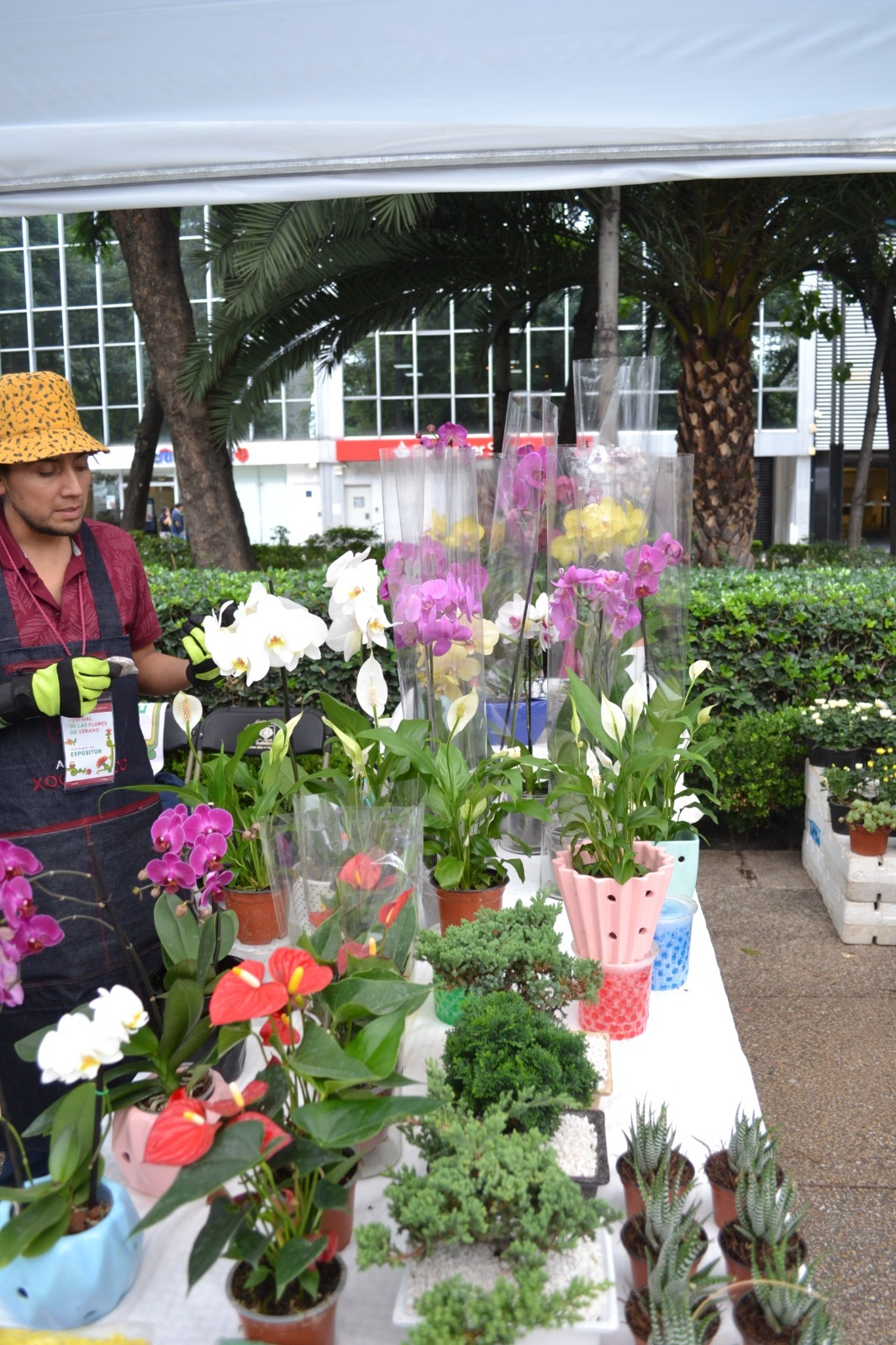 Éxito del Festival de las Flores de Verano 2023 en CDMX: 4.1 Millones de Pesos de Derrama Económica