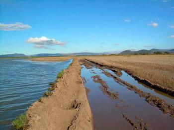 Humedales: Cruciales para la Biodiversidad y el Bienestar Humano, pero Amenazados