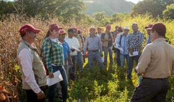 Evaluación de bioinsumos en cultivos de maíz en Chiapas: Alternativas sustentables para la agricultura