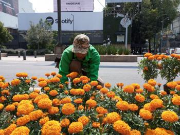 Gobierno de la Ciudad de México embellece sus calles con cempasúchil para el día de muertos