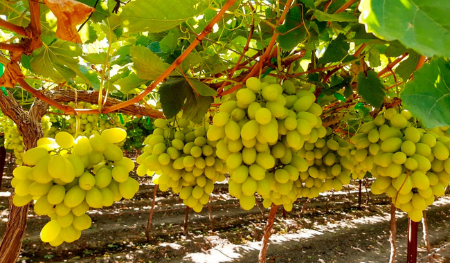 Aumenta producción de uva de mesa en México: sonora a la vanguardia 