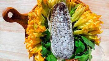 Científicos de la UNAM desarrollan técnica para cultivar huitlacoche todo el año