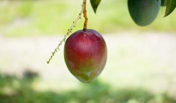 México y Nueva Zelanda Refuerzan Cooperación en Sanidad Agroalimentaria