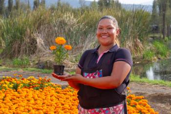 Producción récord de cempasúchil en el Suelo de Conservación de CDMX para el Día de Muertos 2023