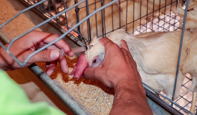 Detección de influenza aviar en granja comercial en Sonora 