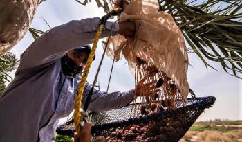 Segundo Festival Internacional de Palma Datilera: México, Tercer Mayor Productor Mundial de Dátiles Medjool