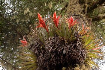 Extinción de Especies de Plantas a un Ritmo 500 Veces Más Rápido: Estudio Internacional