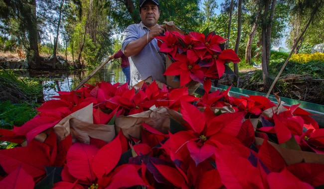 Cosecha de nochebuenas en México: un impulso a la economía local y tradición navideña 