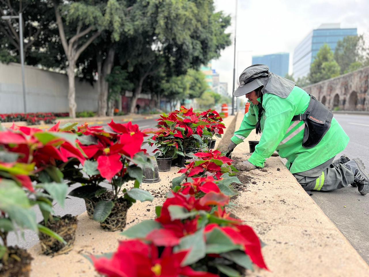 Inicia despliegue navideño en CDMX: 220 mil nochebuenas adornarán principales avenidas 
