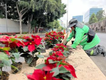 Inicia despliegue navideño en CDMX: 220 mil nochebuenas adornarán principales avenidas