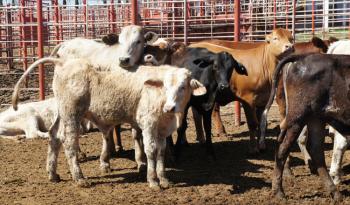 Sonora declarada zona libre de brucelosis: impulso para la ganadería y comercio agroalimentario
