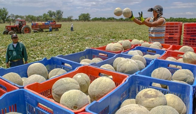 Investigación en curso: posible presencia de salmonella en melones cantaloupe mexicanos 