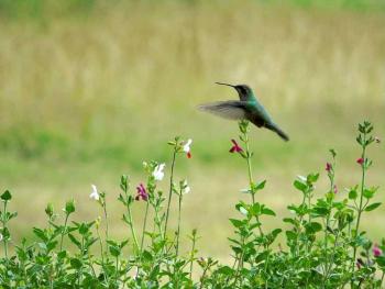 SEDEMA impulsa la biodiversidad con programa "jardines para la vida, mujeres polinizadoras"