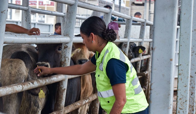 Crecimiento del 10% en exportación de ganado bovino a EE. UU. Tras certificación sanitaria 