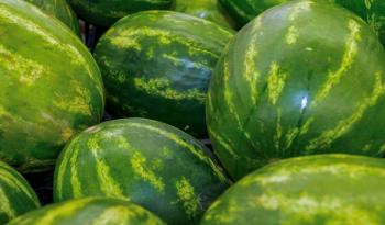 México supera récord de producción de sandía en 2023 más de un millón de toneladas