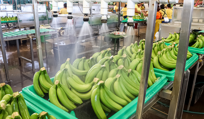 México refuerza estrategias para proteger la producción de plátano ante amenaza de fusarium raza 4 tropical 