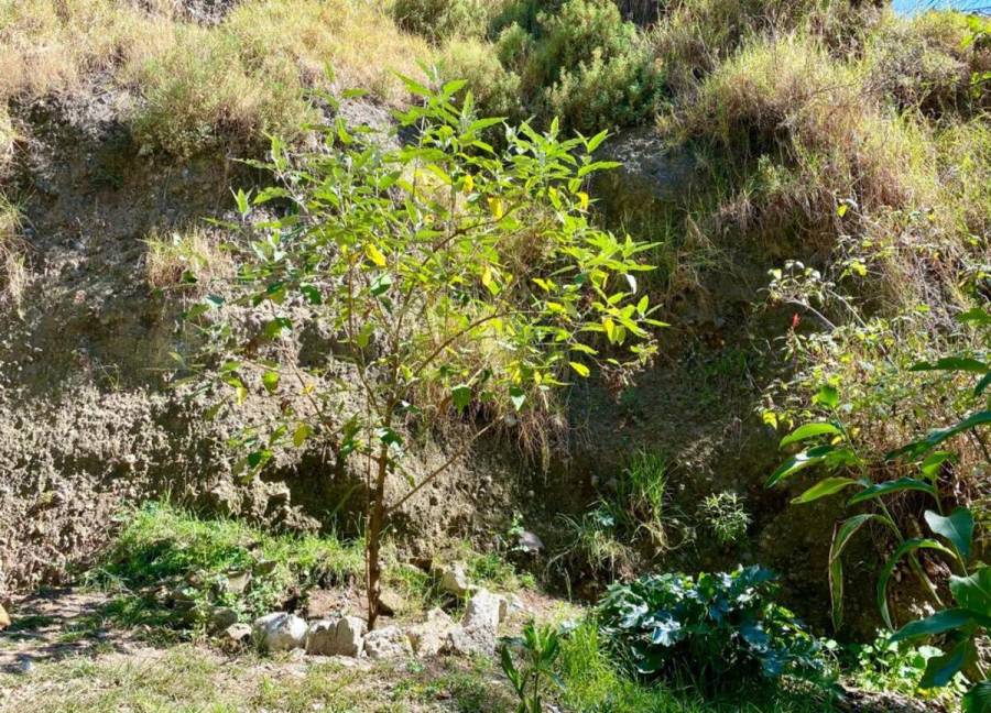 Regresa la flora y fauna a barranca de Tarango con proyecto de recuperación 