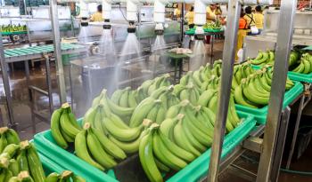 México refuerza estrategias para proteger la producción de plátano ante amenaza de fusarium raza 4 tropical