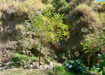 Regresa la flora y fauna a barranca de Tarango con proyecto de recuperación