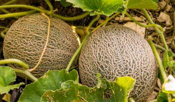 Gobierno de México descarta contaminación en producción de melón cantaloupe tras análisis rigurosos