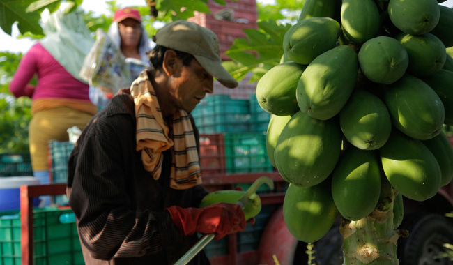 México impulsa crecimiento histórico en la producción y exportación de papaya 