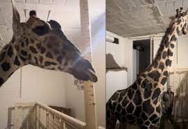 La jirafa “Benito” encuentra refugio en Africam Safari Puebla tras supuesto maltrato en Chihuahua 