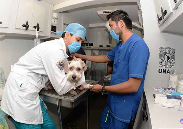 Médicos veterinarios y zootecnistas pilares clave para la salud pública y bienestar animal