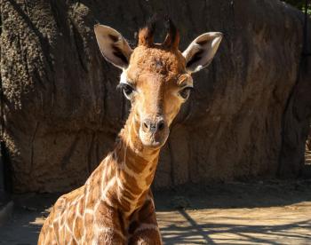 SEDEMA agradece la participación ciudadana en la elección del nombre para la jirafa bebé Bartolo o Bartolomeo