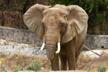Elefanta Annie rescatada en estado de abandono en Lagos de Moreno, Jalisco