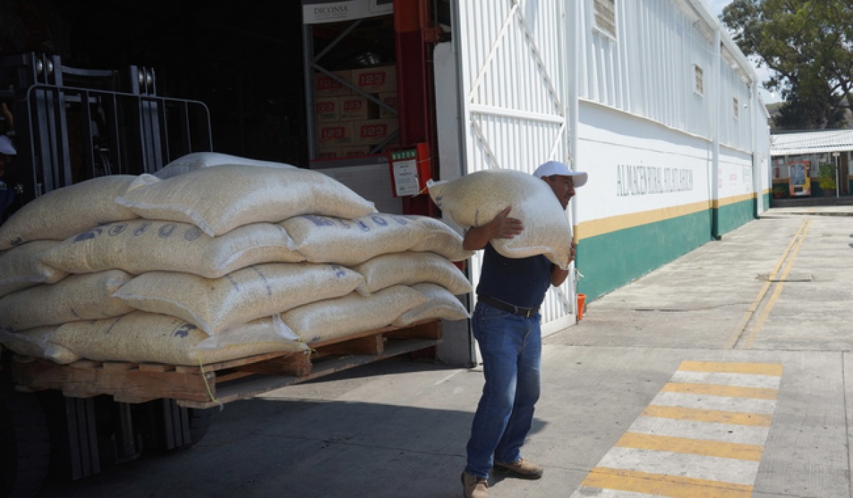 Segalmex dispersa más de 2 mil millones de pesos a productores de trigo en México