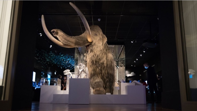 Avances en la resurrección del mamut lanudo: científicos logran reprogramar células de elefante