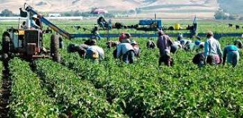 Disminución del 80% de jornaleros migrantes en frontera Sur de México por violencia y sequía