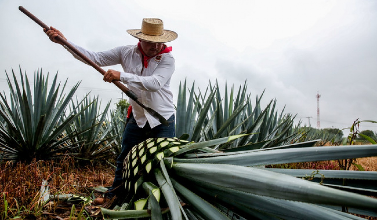 México registra superávit récord en balanza agroindustrial en enero de 2024