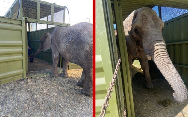 Elefante Annie, rescatada y trasladada al Zoológico de San Juan de Aragón en la CDMX