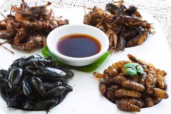 Insectos en la alimentación: una oportunidad económica y un reto de conservación