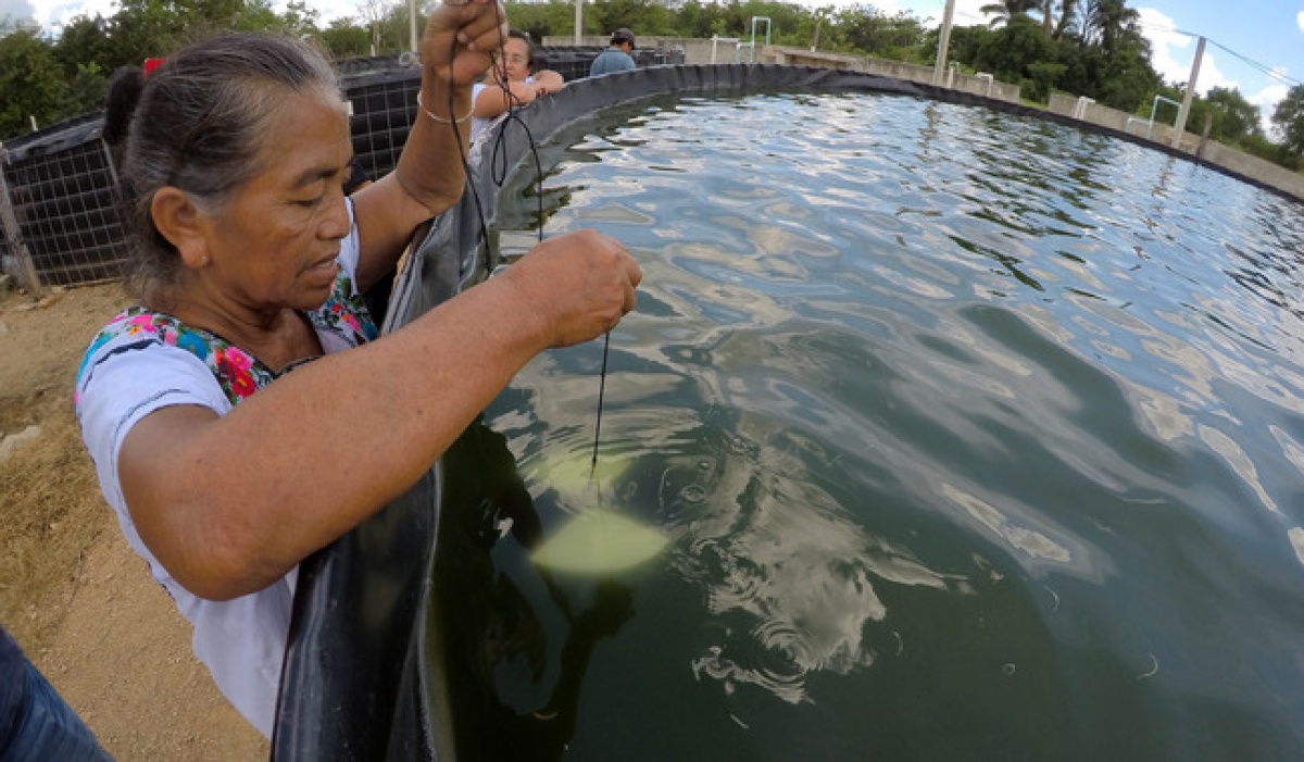 Convocatoria abierta: Premio a la pesca y acuacultura sustentables 2024