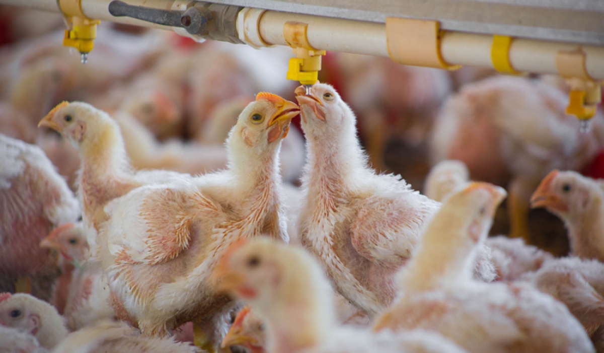 Disminuyen brotes de influenza aviar AH5N1 en México durante la temporada invernal