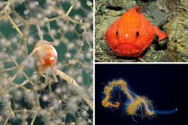 Descubren 50 nuevas especies animales en zonas submarinas de la Dorsal de Salas y Gómez