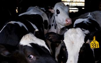 OMS Detecta Virus de Gripe Aviar en Leche de Vacas Infectadas en Estados Unidos