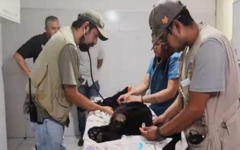 Jaguar muere en Zoológico de Morelia por agua contaminada